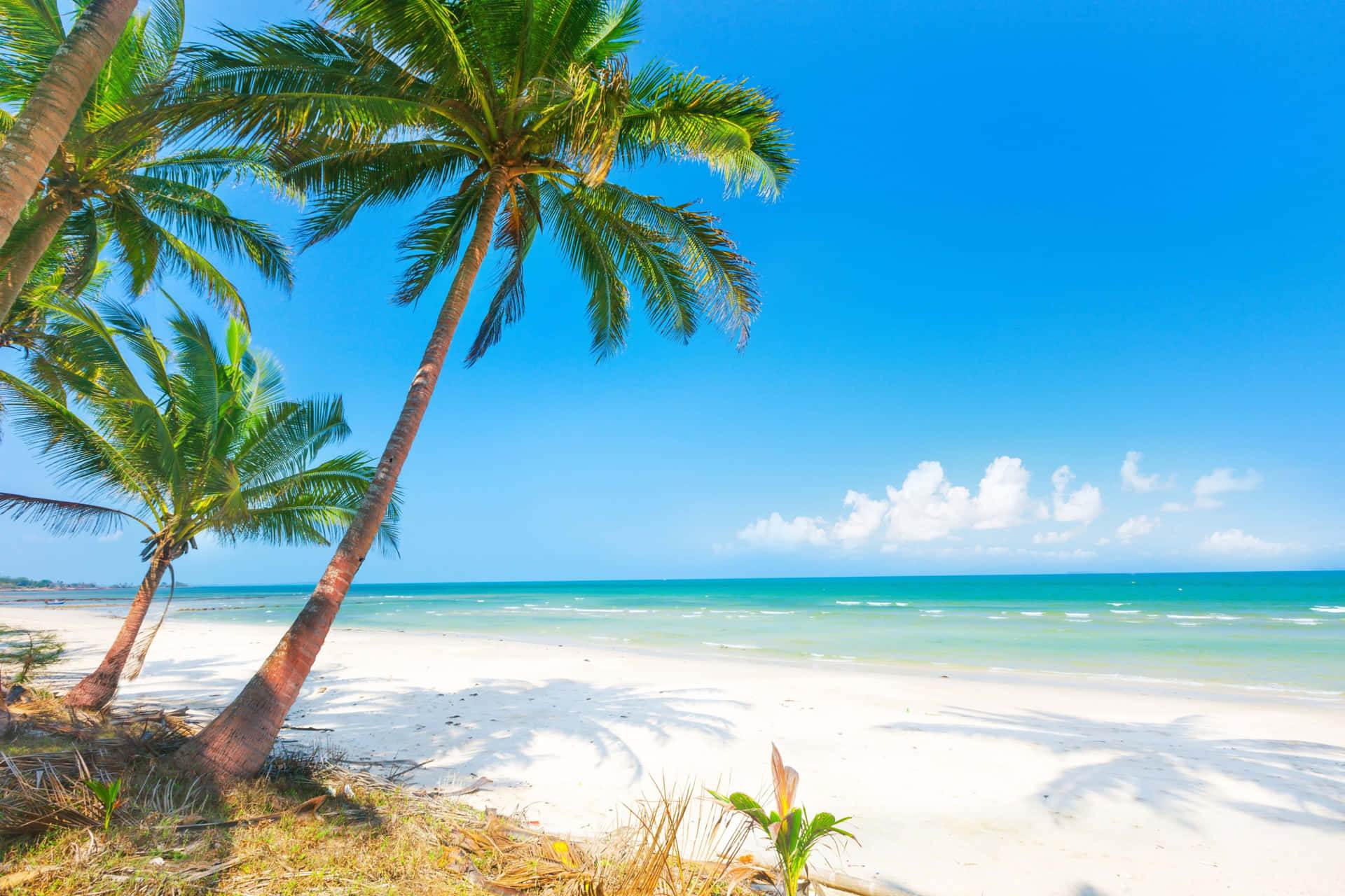 SHOWER CURTAIN palm tree trees beach scene ocean sand for sale